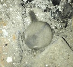 まんまるい動物